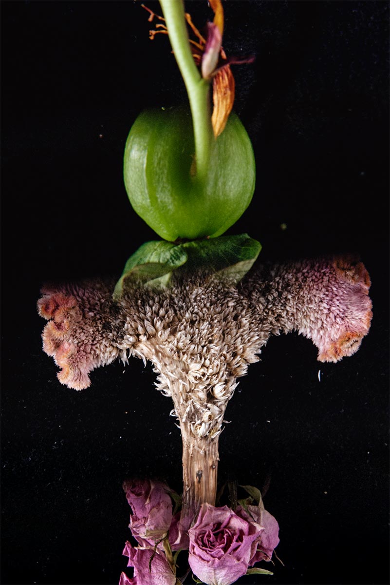 Floral Study No.5 ©2011