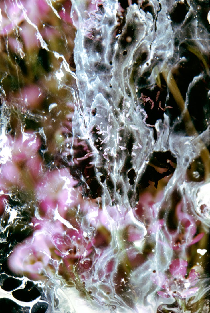 Floral Study No.9 ©2011