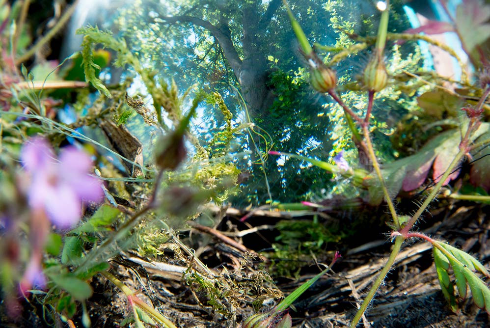 Camera Collage, Garden Portal ©2018