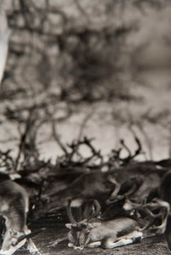 Camera Collage, Reindeer ©2012